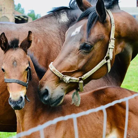 Koolhof 니우포르트